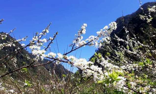 Hoa mận nở trắng thung lũng Hang Kia - Pà Cò