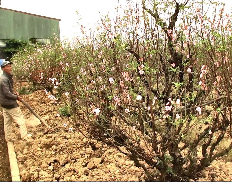 Hoa đào “cười” nụ, người nông dân khóc thầm