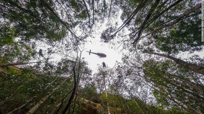 Úc cứu được rừng thông cổ đại 200 triệu năm tuổi trước nguy cơ tuyệt chủng