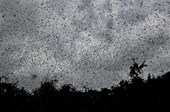 Sửng sốt với đám mây được tạo bởi hàng tỷ con châu chấu