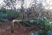 Một gia đình bị chặt hạ hàng trăm cây sầu riêng, cà phê trong ngày Tết