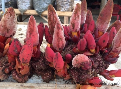 Uống rượu nấm Ngọc cẩu , 6 người trong một gia đình nhập viện