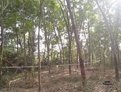 Phát hiện thi thể người đang phân hủy trong rừng cây