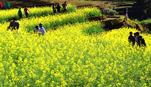 Mùa vàng hoa cải trên danh thắng ruộng bậc thang Mù Cang Chải