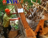 Cận cảnh vụ phá rừng quy mô lớn ở Đắk Nông