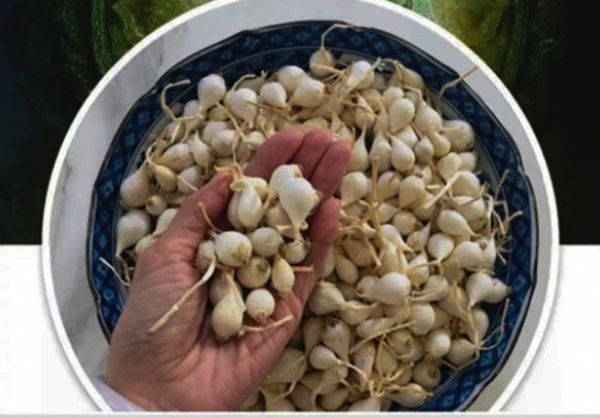 Xử phạt 12,5 triệu đồng Facebooker tung tin sai tỏi Lý Sơn