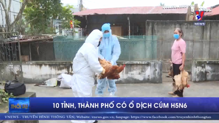 10 tỉnh, thành phố có ổ dịch cúm H5N6