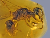 Phát hiện hóa thạch ong nguyên thủy 100 triệu năm