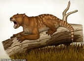 Phát hiện hóa thạch loài sư tử có túi chưa từng biết đến 23 triệu năm
