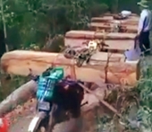Phát hiện cả đoàn “lâm tặc” rầm rộ vận chuyển gỗ lậu ra khỏi rừng