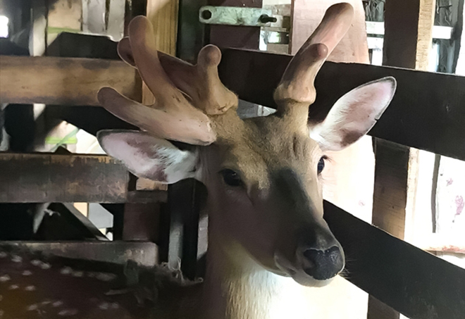 Kỳ lạ với con hươu mọc 3 cành nhung ở xã miền núi Hà Tĩnh