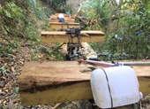 Thông tin thêm vụ cả đoàn “lâm tặc” rầm rộ vận chuyển gỗ lậu ra khỏi rừng
