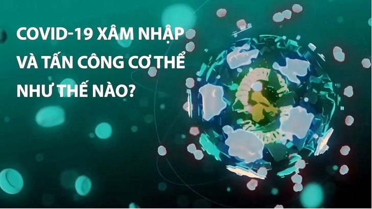 Covid-19 xâm nhập và tấn công cơ thể thế nào