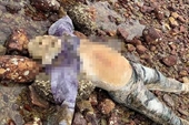 Phát hiện thi thể đã phân hủy dạt vào bờ biển Quảng Bình