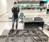 Phát hiện hơn 28kg sừng tê giác được giấu trong kiện hành lý tại sân bay