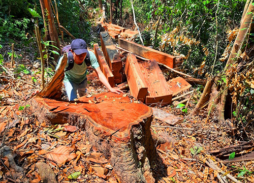 Đốn hạ trái phép 2 cây gỗ khủng , 5 đối tượng bị khởi tố
