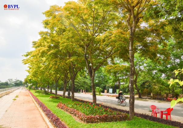 Tam Kỳ mùa hoa sưa Một thương hiệu của thành phố Ngã ba sông