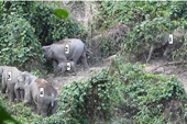 Xuất hiện cá thể voi con tại Khu bảo tồn ở Quảng Nam
