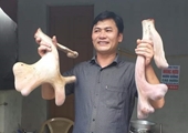 Cận cảnh cặp nhung hươu “khủng” nặng nhất Việt Nam