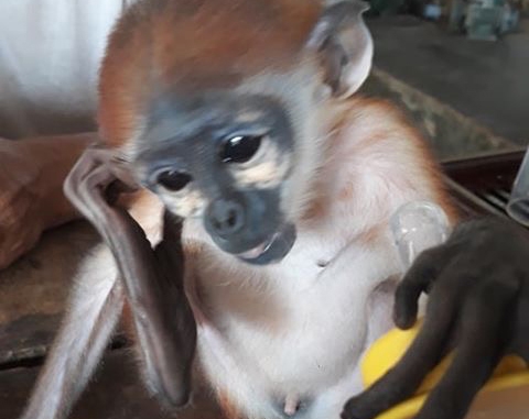 Người dân tham gia giải cứu nhiều động vật rừng nguy cấp, quý hiếm