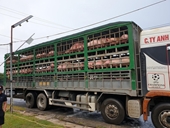 Vận chuyển lậu 342 con lợn từ cửa khẩu Lao Bảo ra TP Vinh tiêu thụ