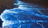 Kỳ lạ hiện tượng nước biển phát sáng trong đêm ở Mexico