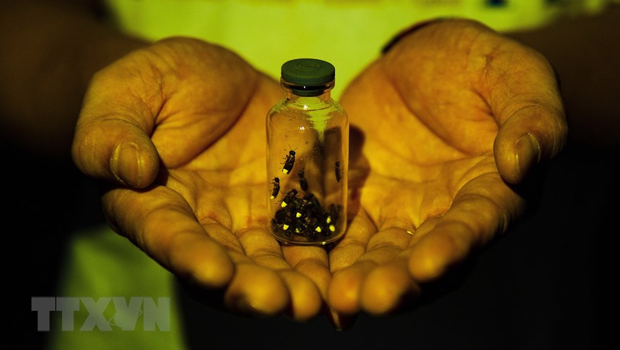 Vẻ đẹp lung linh huyền ảo trong mùa đom đóm ở rừng Cúc Phương