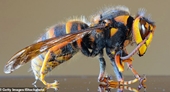 Ong “sát thủ” mang chất độc thần kinh xuất hiện khiến giới côn trùng học Mỹ phát hoảng