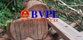 Cảnh tượng rừng tự nhiên bị phá tan hoang tại Quảng Bình