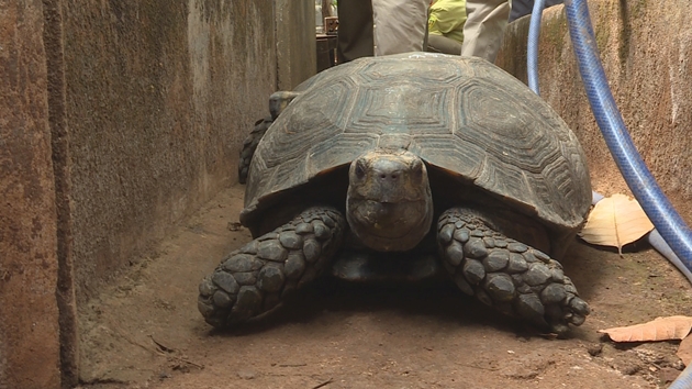 Phát hiện một hộ gia đình nuôi nhốt 127 cá thể rùa trong nhà