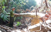 Khởi tố vụ phá rừng quy mô lớn tại Phú Yên