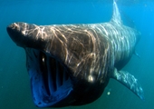 Cá mập quái vật khổng lồ xuất hiện ở bãi biển du lịch Tây Ban Nha