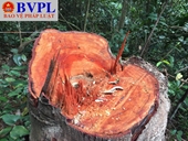 Rừng tự nhiên ở Thường Xuân, Thanh Hóa bị chặt phá nghiêm trọng