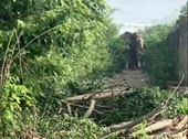 Thông tin thêm vụ voi quật chết người ở Đắk Lắk