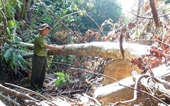 Dấu hiệu pháp lý của Tội vi phạm các quy định về khai thác, bảo vệ rừng và quản lý lâm sản