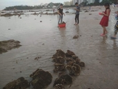 Ngang nhiên tàn phá rạn san hô quý hiếm bên bờ vịnh Nha Trang