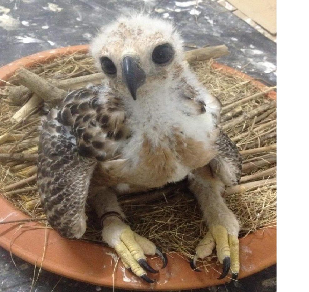 Rao bán chim săn mồi “rầm rộ” trên Internet tại Việt Nam