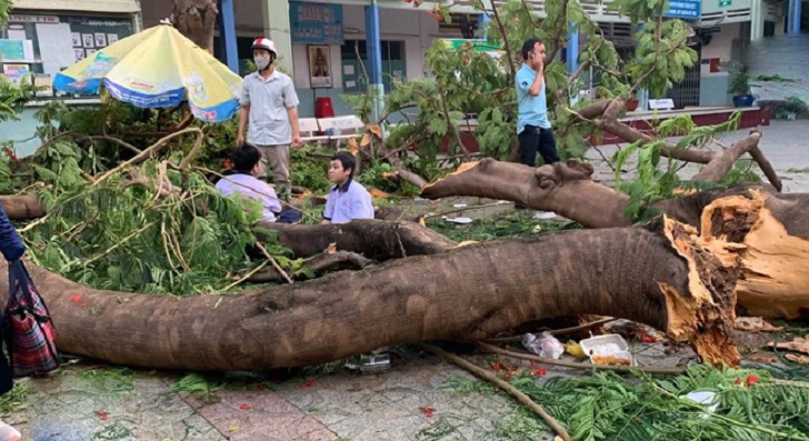 Cây phượng bật gốc, đè học sinh trong 5 giây