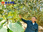 “Thủ phủ mắc ca” ở Tây Nguyên Lo vì chưa có nhiều đơn vị uy tín để cung cấp cây giống cho người dân