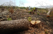 Yêu cầu lập chuyên án xử lý tình trạng hủy hoại rừng bằng hóa chất