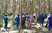 Vụ cháu bé 5 tuổi tử vong trong rừng ở Nghệ An Đã khởi tố vụ án, gia hạn tạm giữ nghi phạm chính