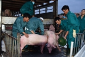 Cho phép nhập khẩu lợn sống từ Thái Lan kể từ ngày 12 6