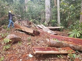 Phát hiện vụ phá rừng quy mô lớn ở Gia Lai