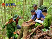 Kiểm sát khám nghiệm hiện trường vụ khai thác gỗ lậu quy mô lớn ở Đắk Lắk