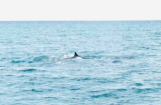 Cá voi xuất hiện tại khu vực biển Bình Thuận