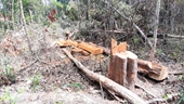 Vụ phá rừng quy mô lớn ở Gia Lai Xem xét kỷ luật nhiều cán bộ