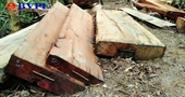 Vụ phá rừng quy mô lớn ở Đắk Lắk Phê chuẩn khởi tố, lệnh tạm giam 2 đối tượng chủ mưu
