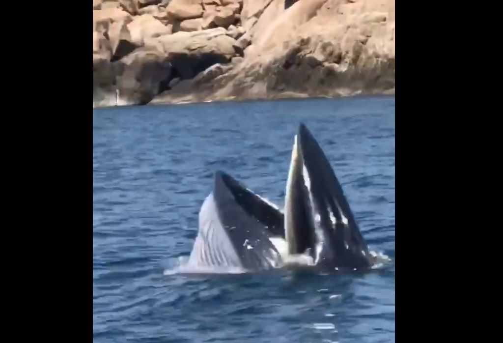 Cá voi xuất hiện trên vịnh Cam Ranh đúng Tết Đoan Ngọ