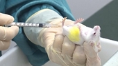 Thử nghiệm thành công vaccine COVID-19 trên chuột