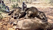 Hơn 350 con voi hoang dã chết bí ẩn giữa mùa dịch COVID-19